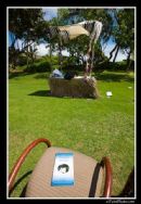 Hawaiian Style Chuppah
